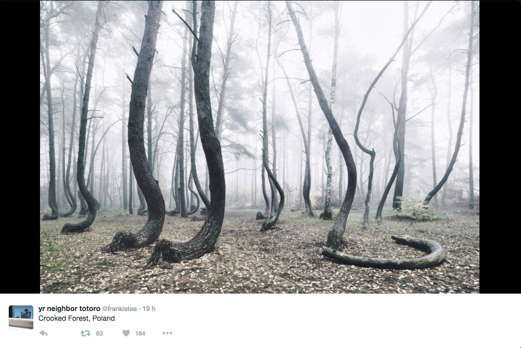 In Polonia il mistero della foresta dagli alberi ricurvi