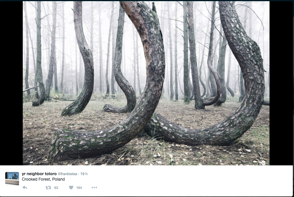 In Polonia il mistero della foresta dagli alberi ricurvi