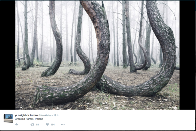 In Polonia il mistero della foresta dagli alberi ricurvi