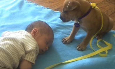 Che sonno! Parola di un neonato e un cagnolino