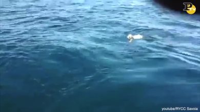 Cane salvato in mezzo al mare