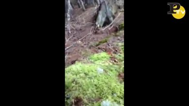 Canada, lo spettacolo degli alberi che “respirano”