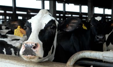 Latte: le 4 ragioni della protesta degli allevatori