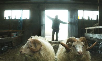 Rams – Storia di due fratelli e otto pecore, piccolo insolito film islandese: video