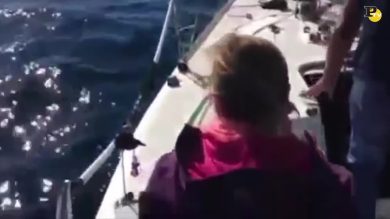 Cucciolo di Labrador salvato dal mare