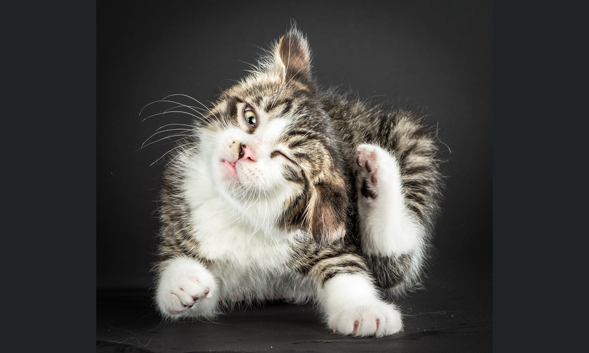 Gatti: buffi ritratti in slow motion Gatti: buffi ritratti in slow motion