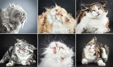 Gatti: buffi ritratti in slow motion