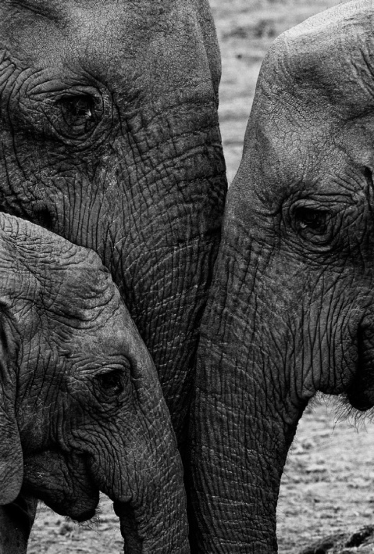 Investire in fotografie d’arte: l’idea di Alidem Investire in fotografie d’arte: l’idea di Alidem