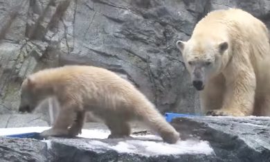 Il cucciolo di orso polare che non sa nuotare
