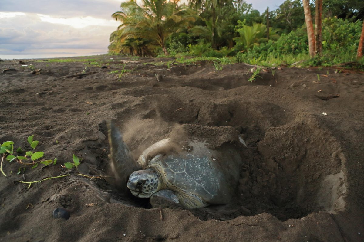 Galleria foto 'Vuoi essere felice? Vivi in Costa Rica' - foto 4