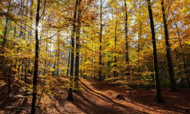 I colori dell’autunno nei boschi del Belgio