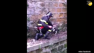 Vigile del Fuoco salva Noel, il cane da adottare