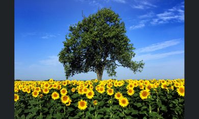 Le foto più belle del 2015 – Lo spettacolo della natura
