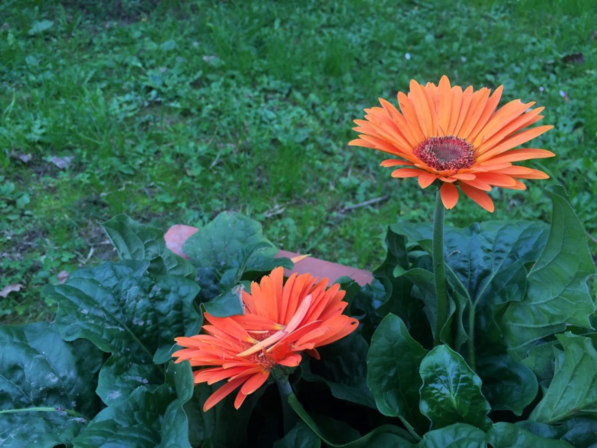 Galleria foto 'iPhone 6S Plus: la recensione' - foto 4