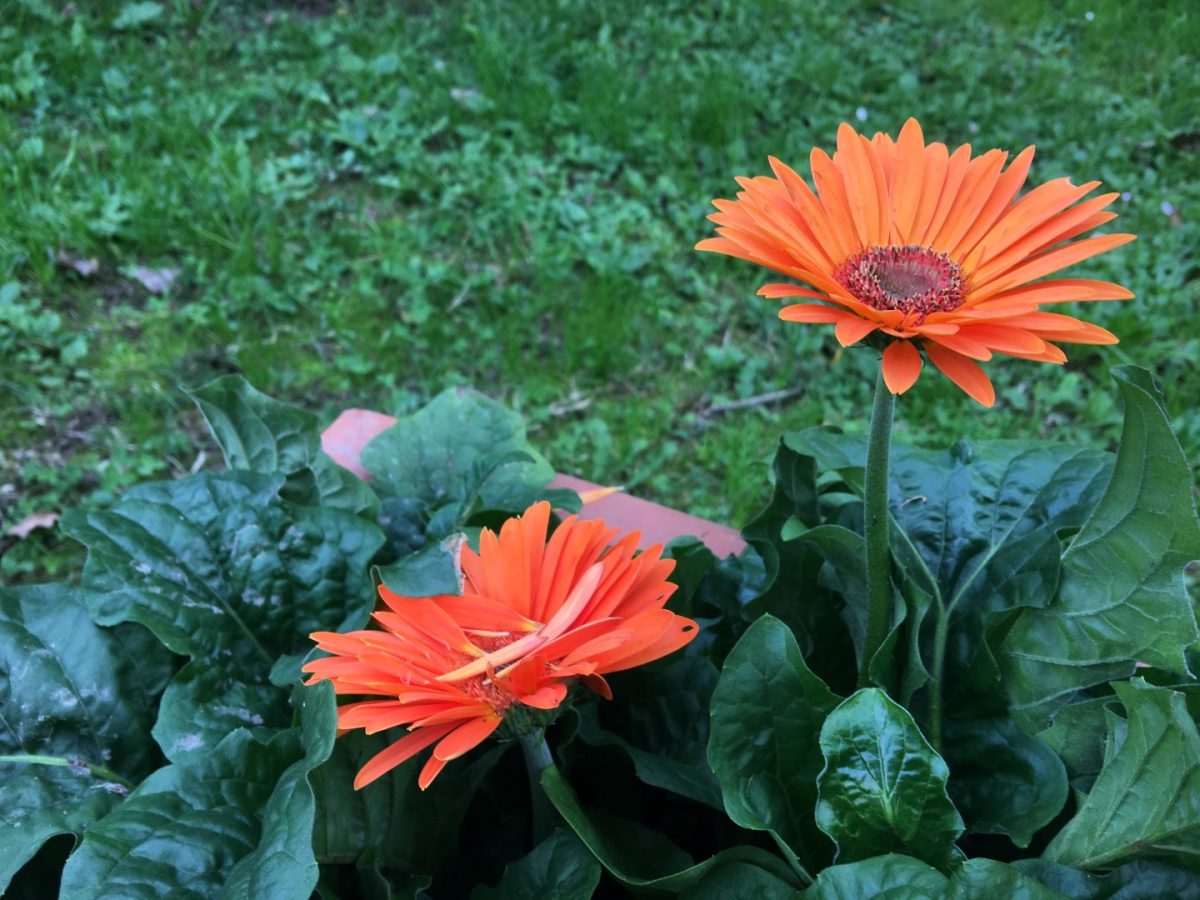 Galleria foto 'iPhone 6S Plus: la recensione' - foto 3