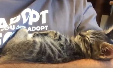 Il salvataggio del gattino