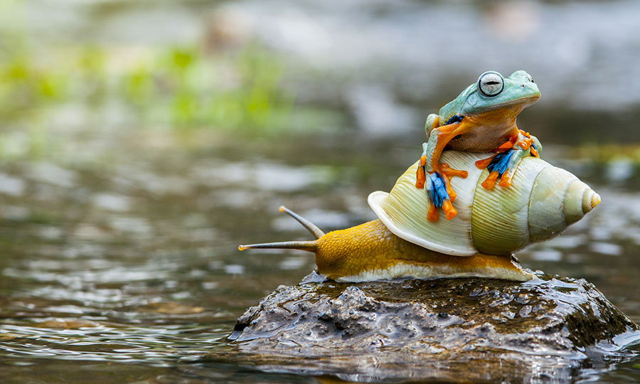 Le foto più belle del 2015 – Animali