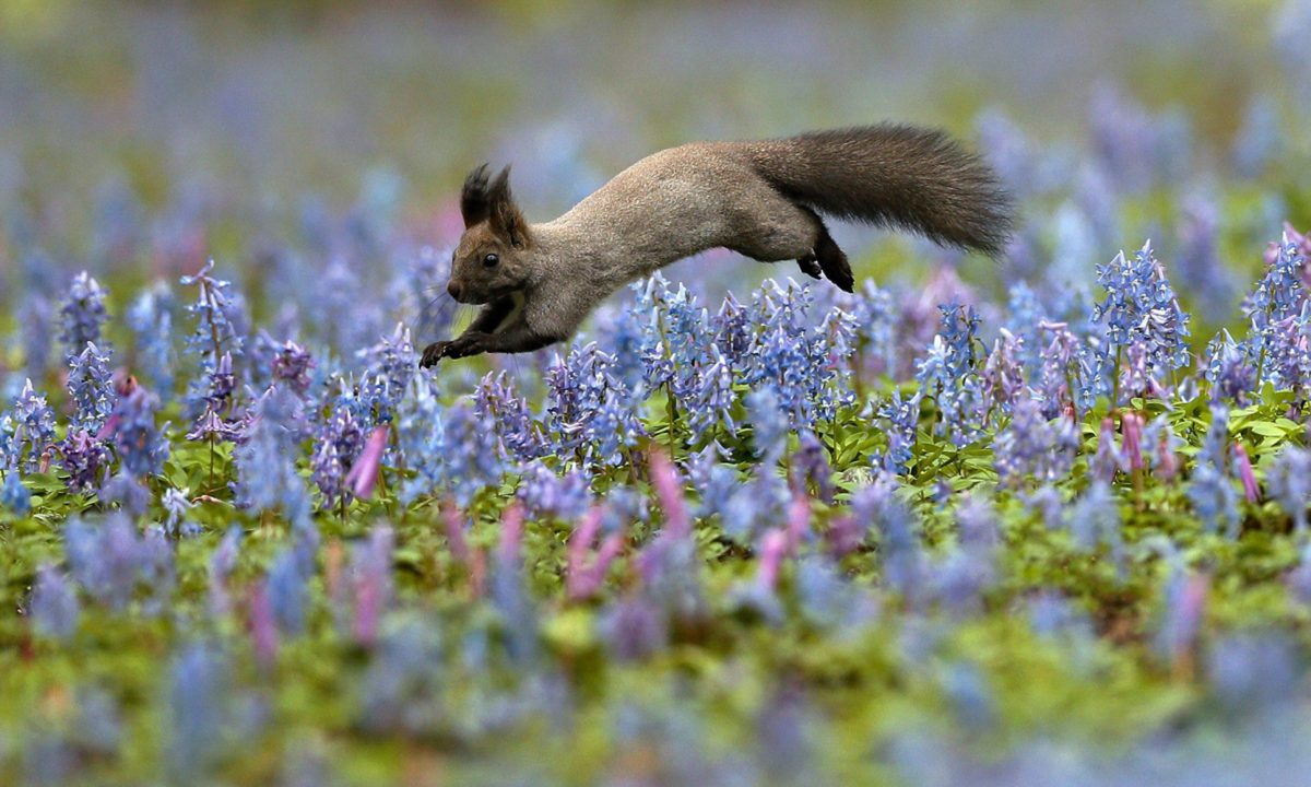 Galleria foto 'Le foto più belle del 2015 – Animali' - foto 28