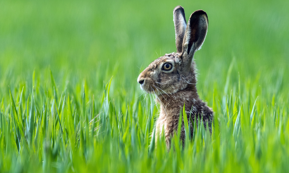 Le foto più belle del 2015 – Animali