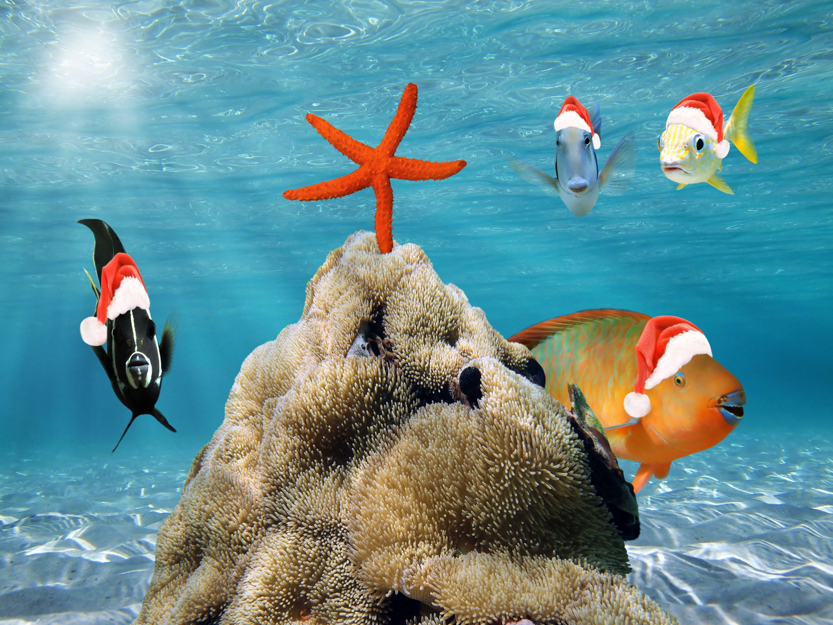 Natale, tutto su Santa Claus e dintorni Natale, tutto su Santa Claus e dintorni