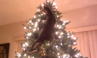 Il gatto sull’albero di Natale