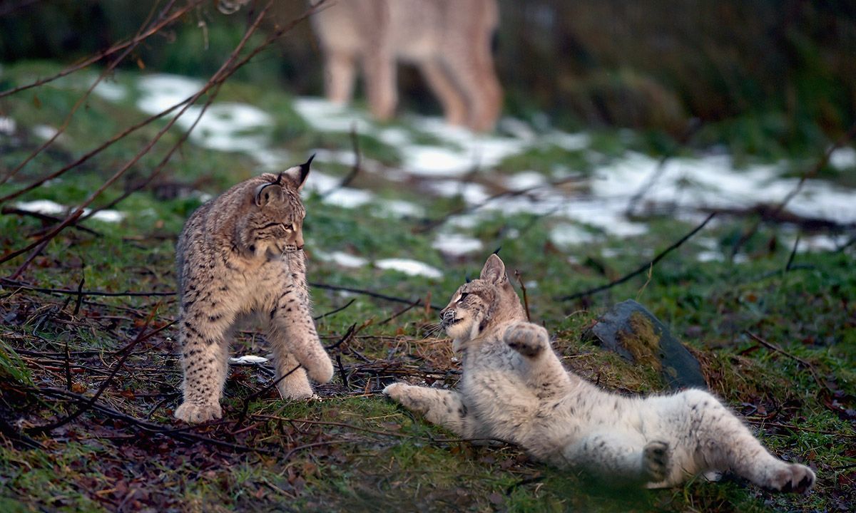 Scozia, il ritorno della lince Scozia, il ritorno della lince