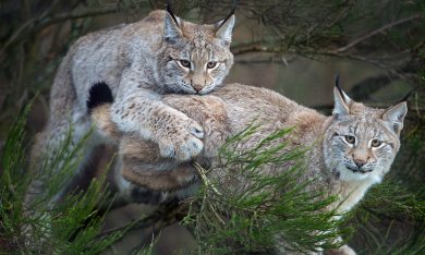 Scozia, il ritorno della lince