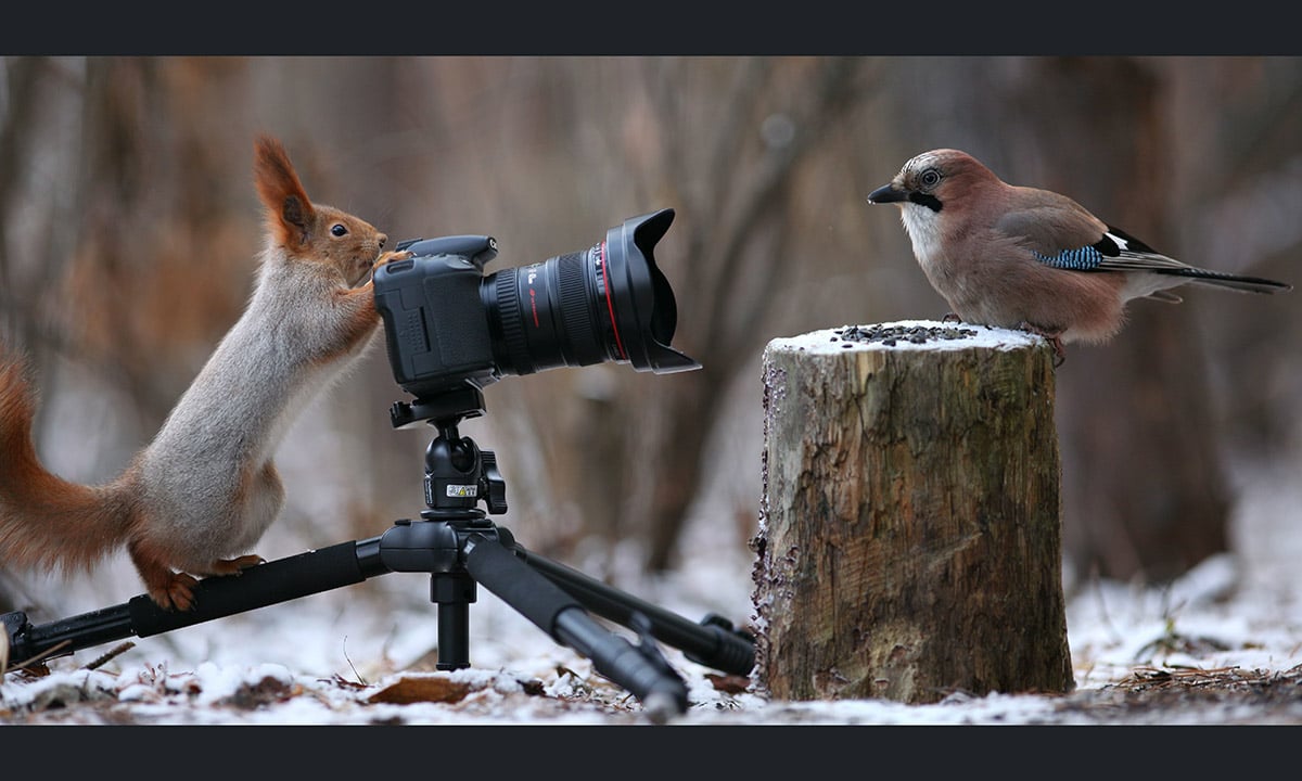 Lo scoiattolo “fotografo”