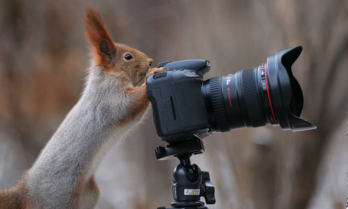 Lo scoiattolo “fotografo”