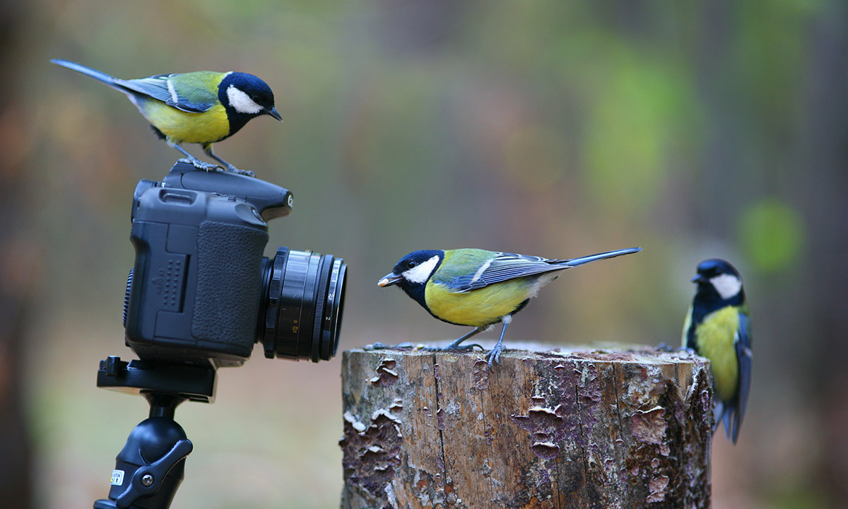 Lo scoiattolo “fotografo”