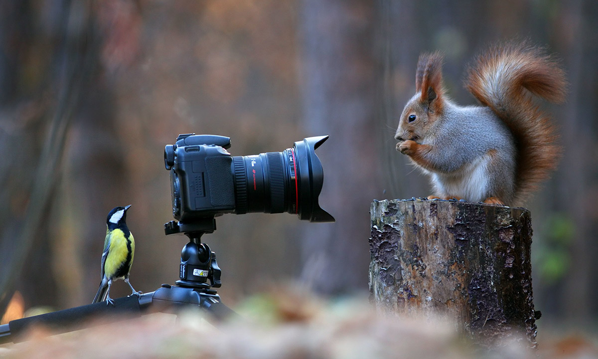 Lo scoiattolo “fotografo”