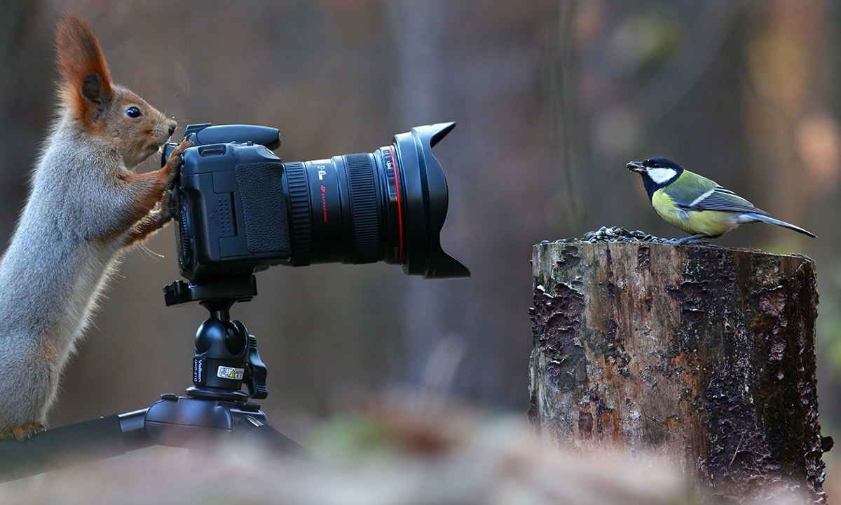 Lo scoiattolo “fotografo”