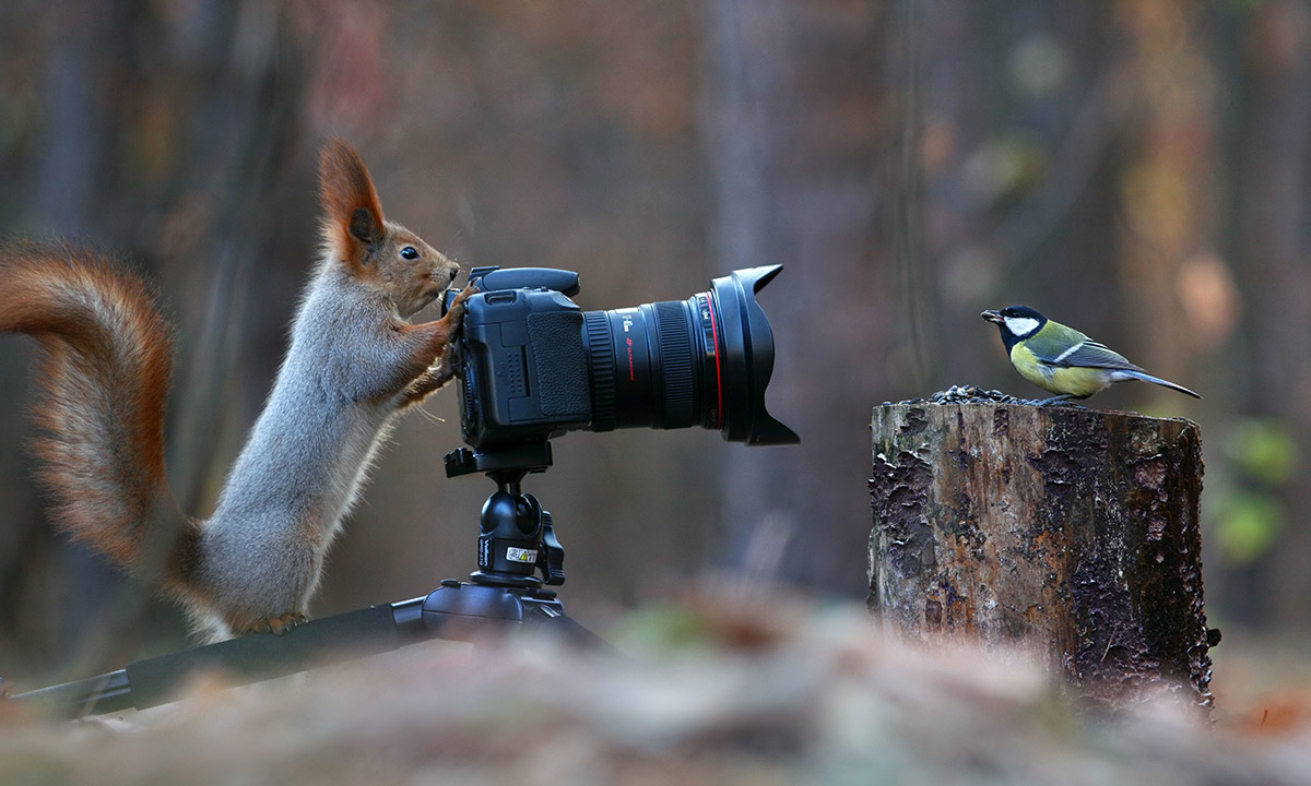 Lo scoiattolo “fotografo”