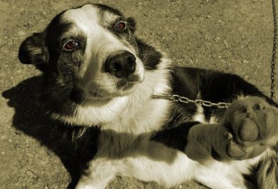 Sesso con gli animali, la Lav denuncia le inserzioni sul web