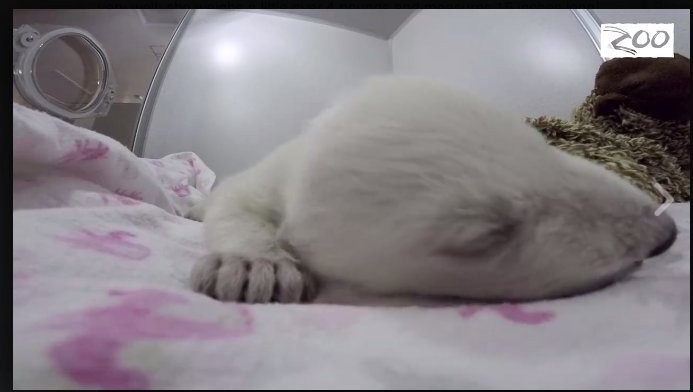 In Ohio vive l’orsetto star dei social network In Ohio vive l’orsetto star dei social network