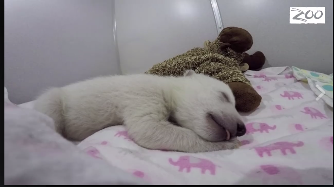 In Ohio vive l’orsetto star dei social network In Ohio vive l’orsetto star dei social network