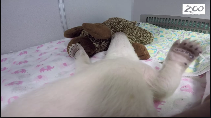 In Ohio vive l’orsetto star dei social network In Ohio vive l’orsetto star dei social network