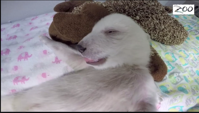 In Ohio vive l’orsetto star dei social network In Ohio vive l’orsetto star dei social network