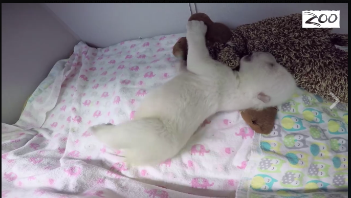 In Ohio vive l’orsetto star dei social network In Ohio vive l’orsetto star dei social network