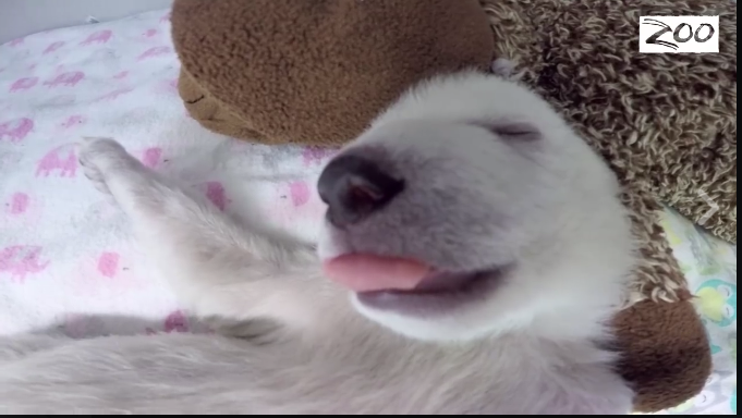 In Ohio vive l’orsetto star dei social network In Ohio vive l’orsetto star dei social network