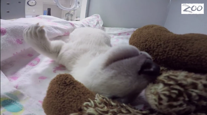 In Ohio vive l’orsetto star dei social network In Ohio vive l’orsetto star dei social network