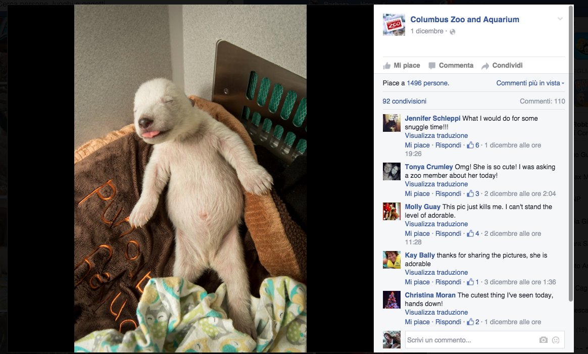 In Ohio vive l’orsetto star dei social network In Ohio vive l’orsetto star dei social network