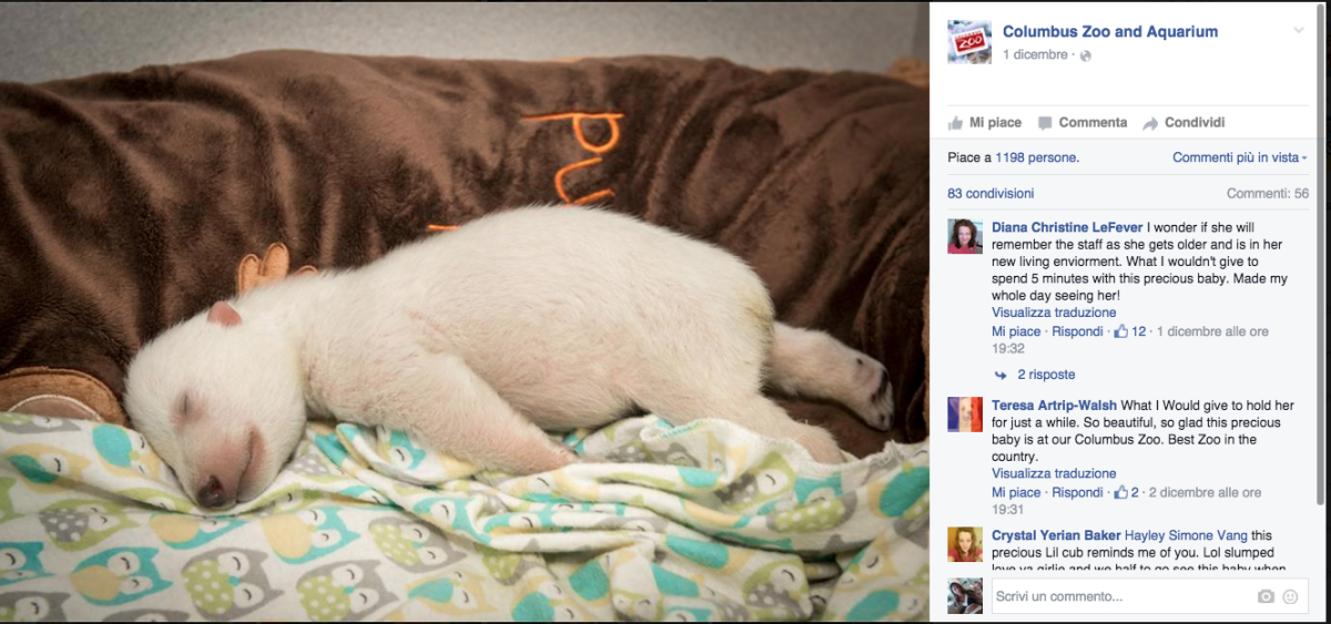 Galleria foto 'In Ohio vive l’orsetto star dei social network' - foto 6