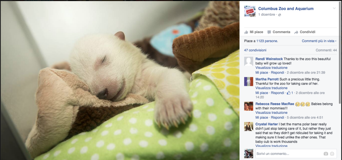 Galleria foto 'In Ohio vive l’orsetto star dei social network' - foto 5