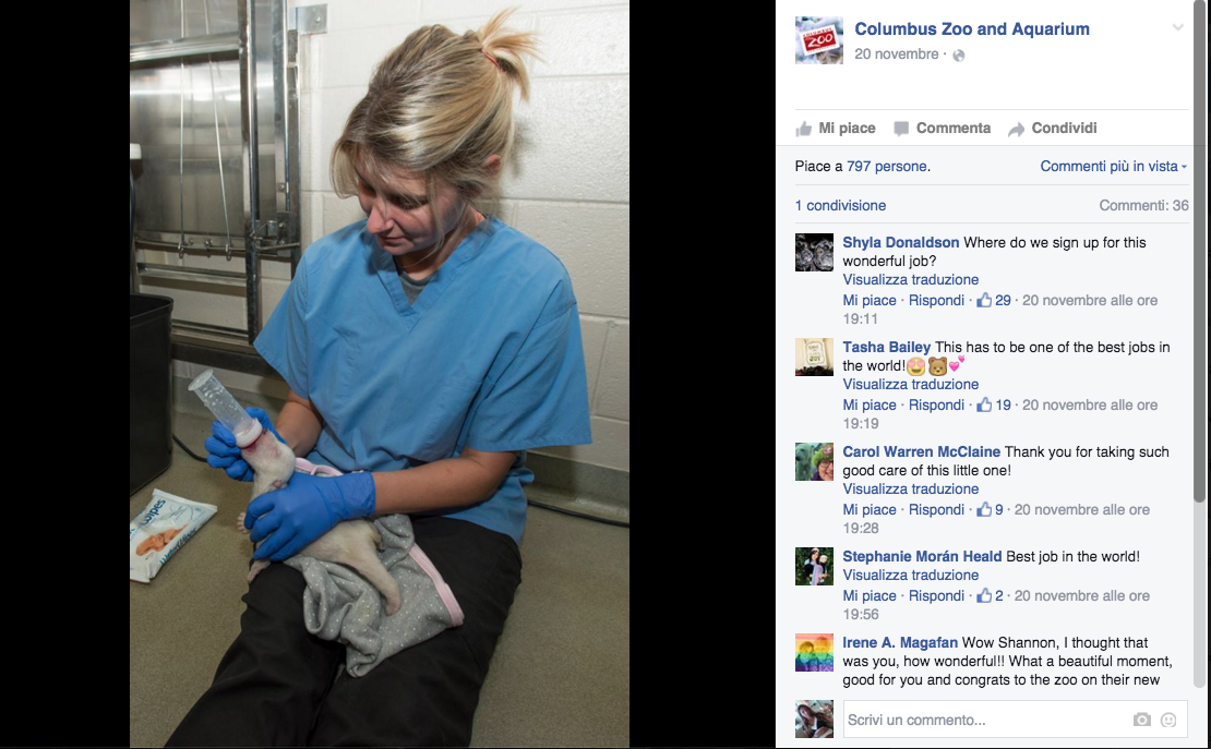 In Ohio vive l’orsetto star dei social network In Ohio vive l’orsetto star dei social network