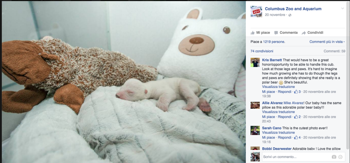 Galleria foto 'In Ohio vive l’orsetto star dei social network' - foto 3