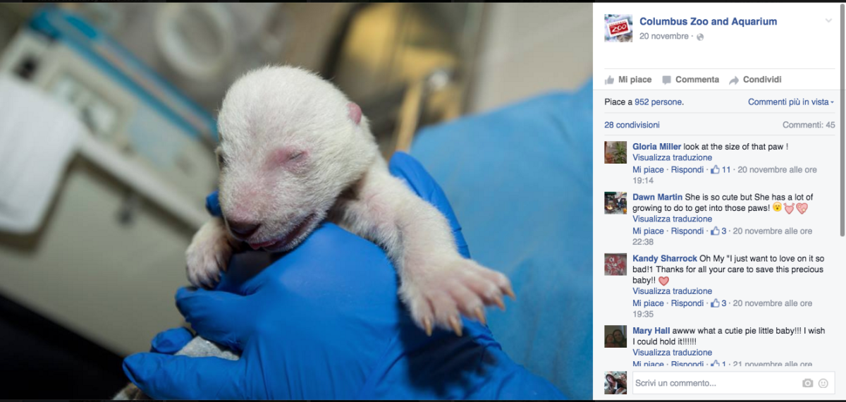 Galleria foto 'In Ohio vive l’orsetto star dei social network' - foto 2