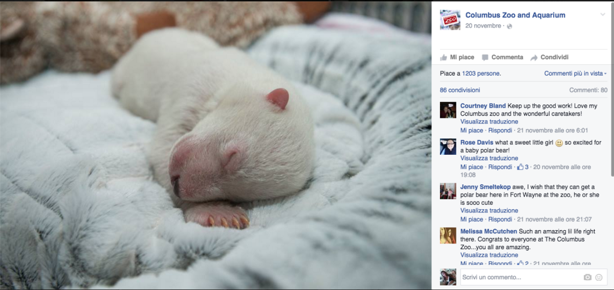 Galleria foto 'In Ohio vive l’orsetto star dei social network' - foto 15