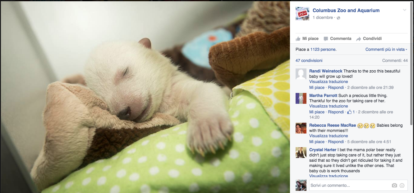 In Ohio vive l’orsetto star dei social network In Ohio vive l’orsetto star dei social network