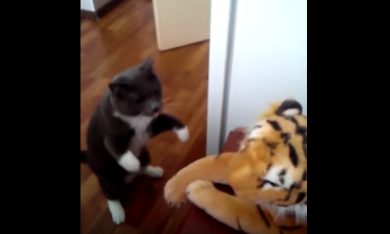 Gatto vs. Tigre di pezza